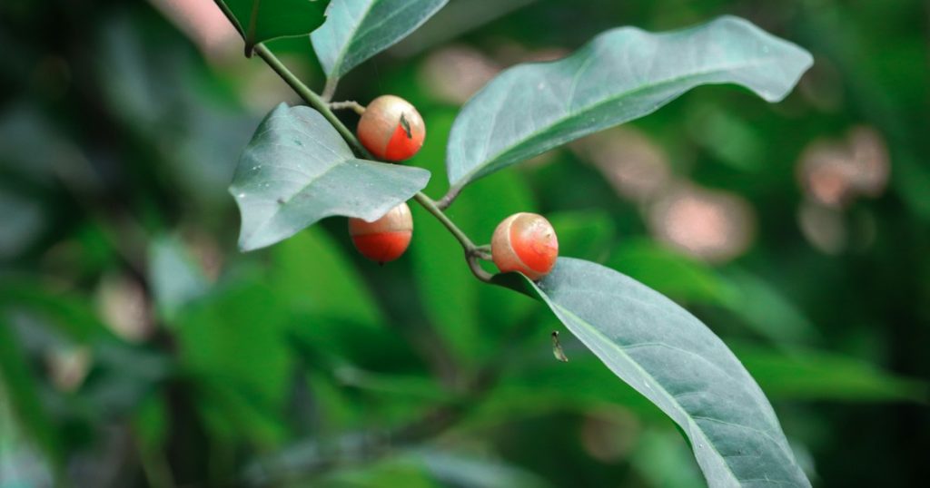 Feuillage vert illustrant l’article sur l’ashwagandha, le stress et le sommeil