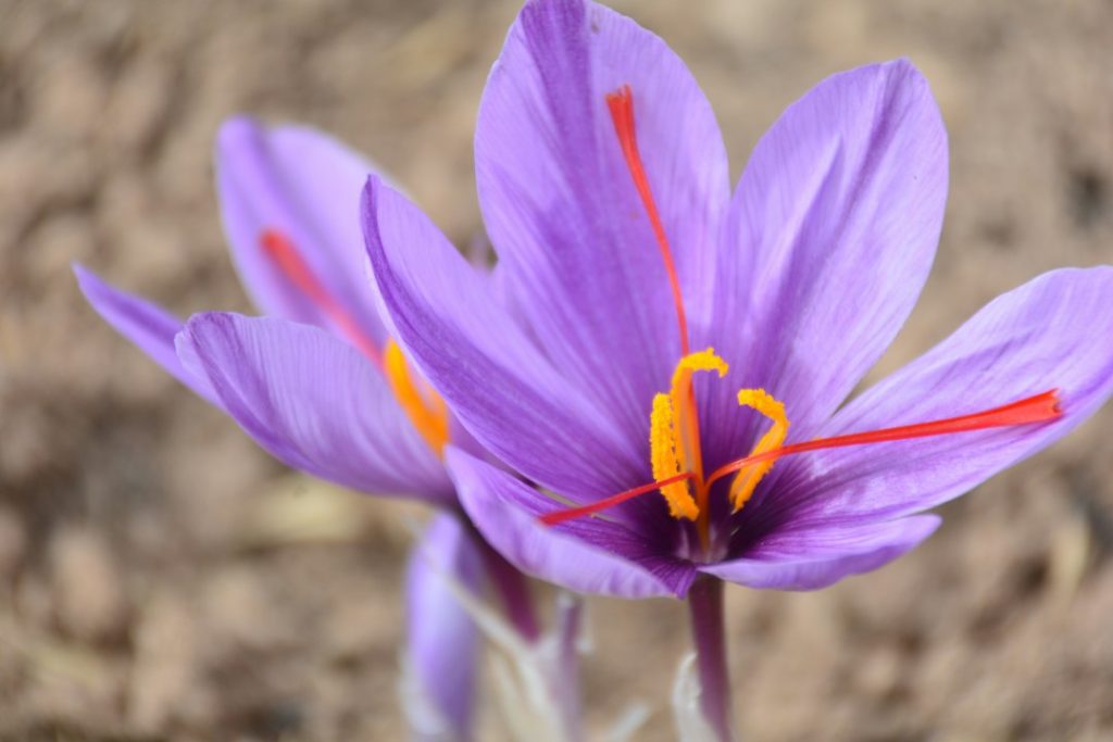Fleurs de safran Crocus sativus illustrant les effets du safran sur le sommeil et le stress