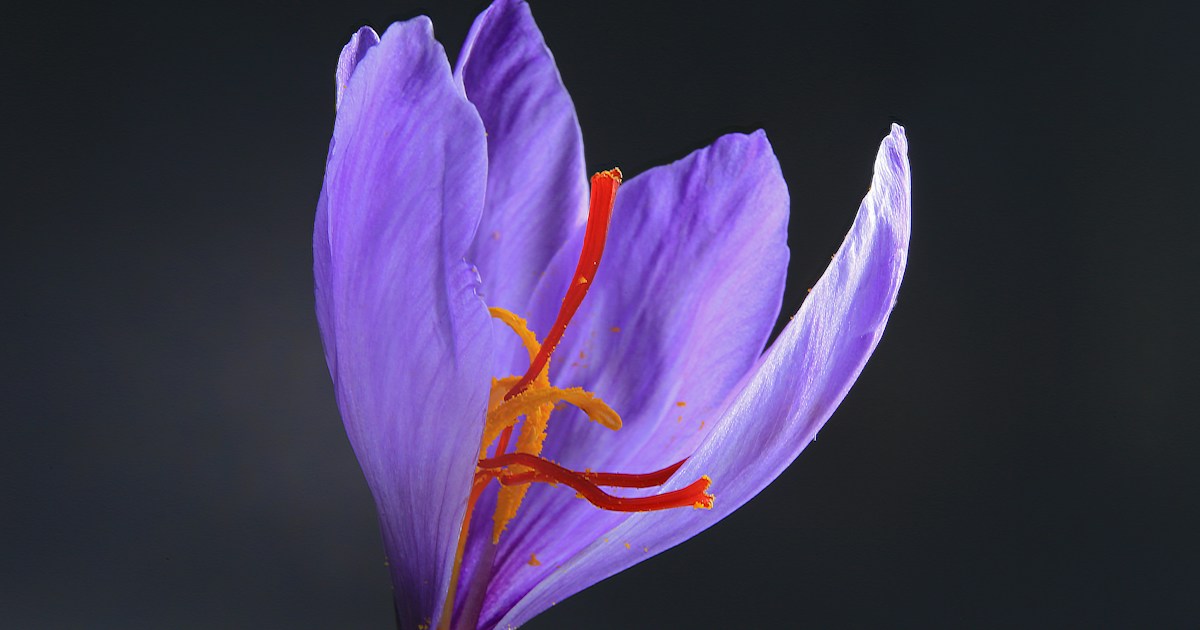 Fleurs de safran pour l’article Neuramine sur le sommeil et le stress